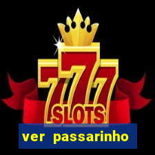 ver passarinho morto significado